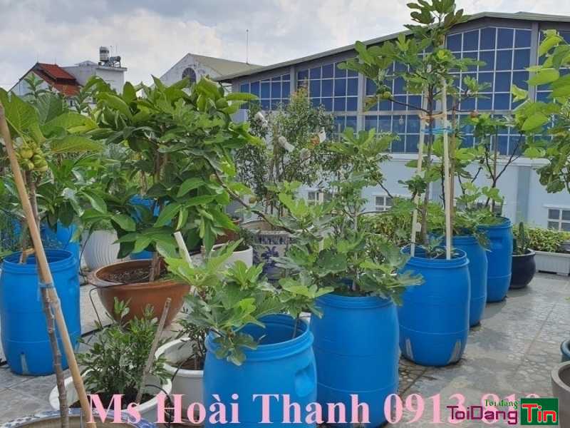 địa chỉ cung cấp thùng nhựa nuôi cá trồng rau sân thượng - Nhà cửa & trang thiết bị, Thú cưng & Vật nuôi, Cần Bán, TP Hồ Chí Minh - Ảnh 2