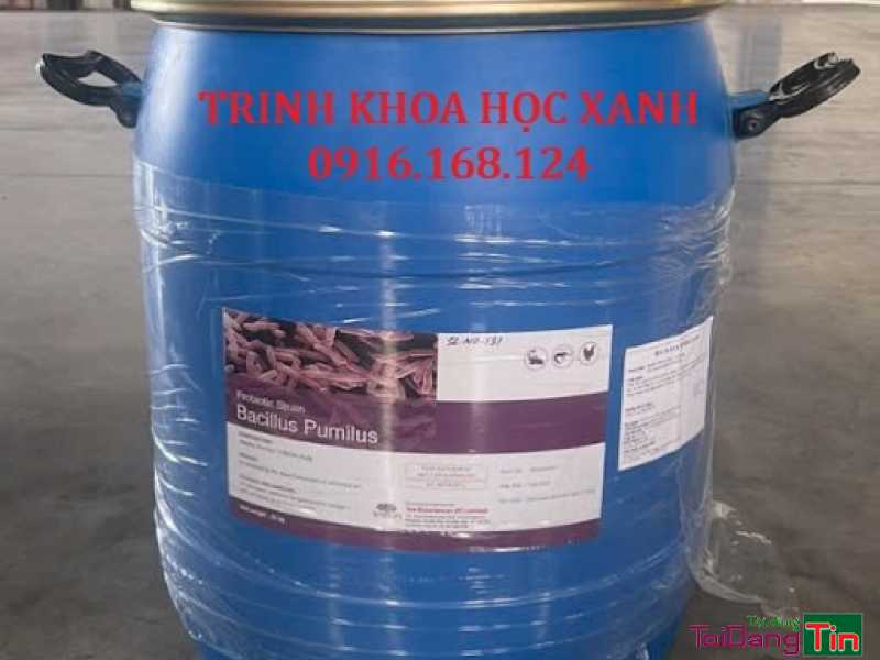BACILLUS PUMILUS -VI SINH XỬ LÍ NƯỚC VÀ CHO ĂN HỖ TRỢ ĐƯỜNG RUỘT cho TÔM-CÁ - Nhà cửa & trang thiết bị, Thú cưng & Vật nuôi, Cần Bán, Bạc Liêu - Ảnh 1
